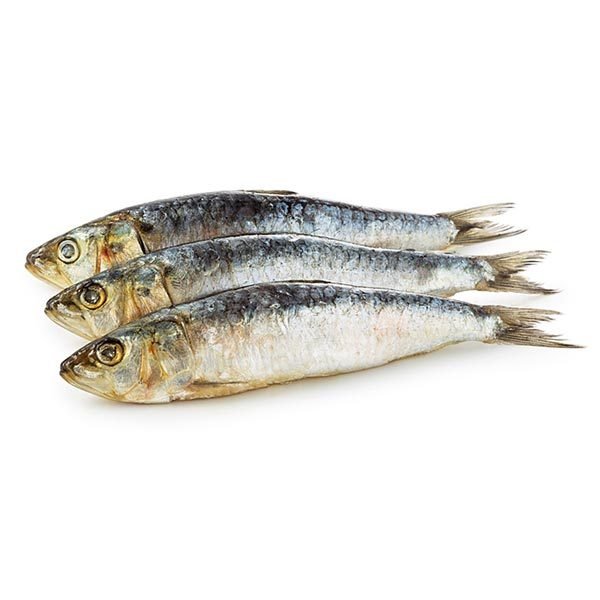 Sardines