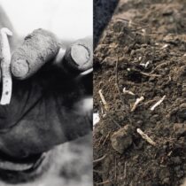 Hopscheuten met kabeljauwhaas