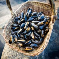 Zeeuwse mossel "JUMBO" bodemcultuur / 500g