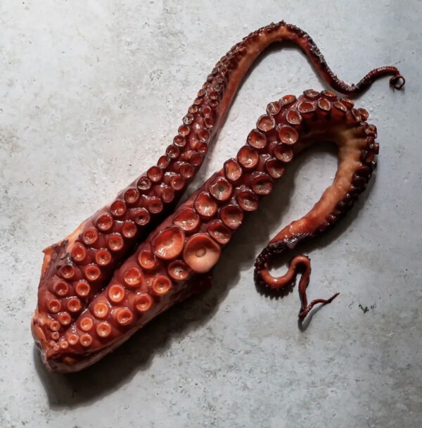Pulpo - Octopus Don Boncarte