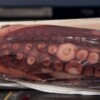 Pulpo - Octopus Don Boncarte - Afbeelding 2