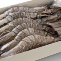GAMBA 16/20 per doos