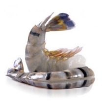 SCAMPI 16/20 per zak