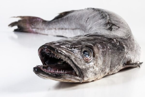 Heekfilet