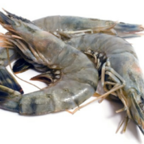 GAMBA 6/8 per doos