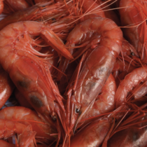 GAMBERO rosso 15/20 per doos